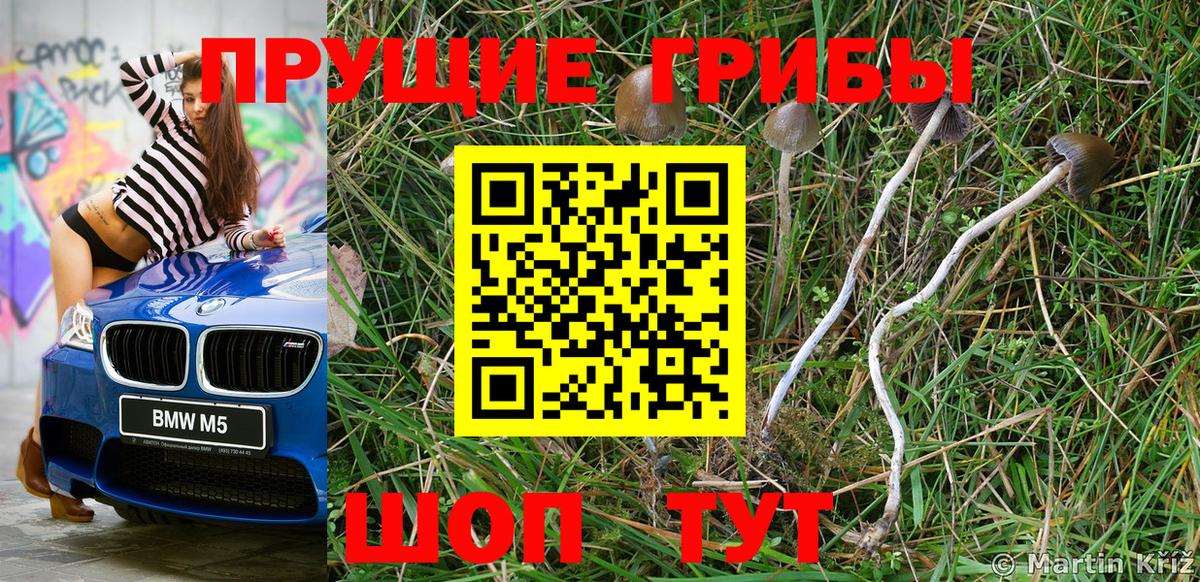 Псилоцибиновые грибы Cubensis Нурлат